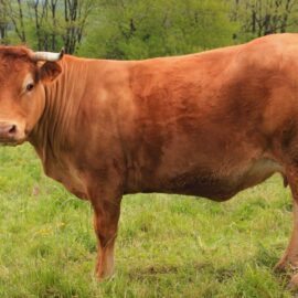 Limousine (razza bovina)